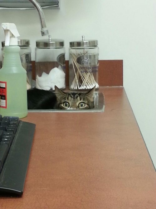 Кошки у ветеринара