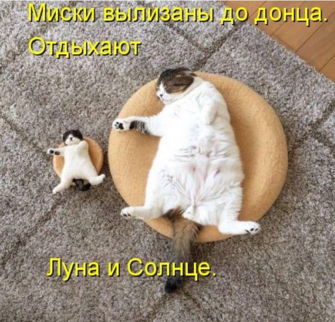 Свежая котоматрица для всех