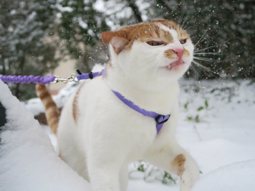Реакция кошек на первый снег