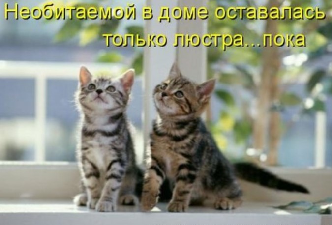 Котоматрица для забавы