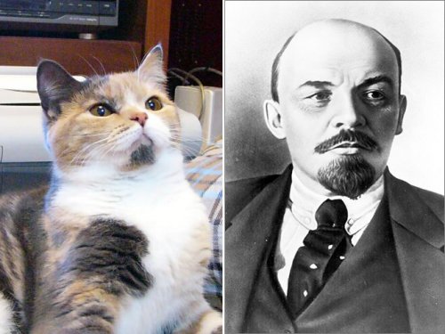 Кошки, похожие на известных персонажей и знаменитостей