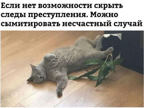 Фотоприколы со зверушками