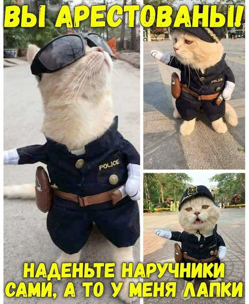 Прикольные фотомемы