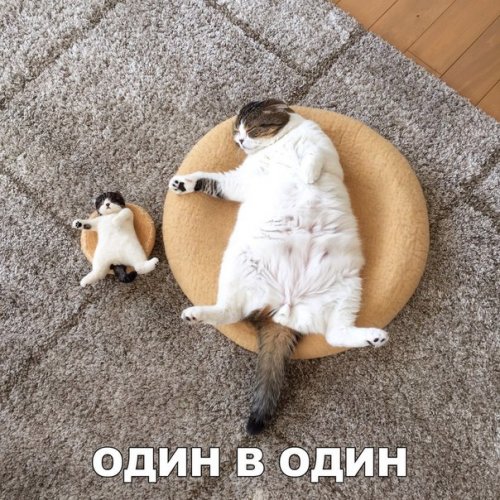 Новые прикольные фотомемы