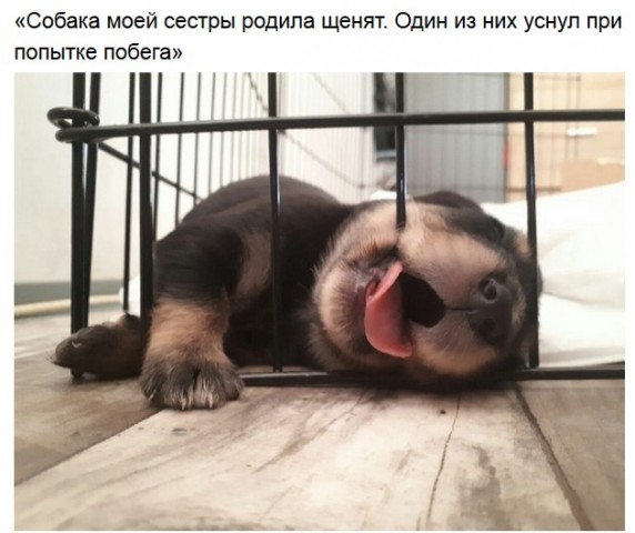 Забавные зверушки
