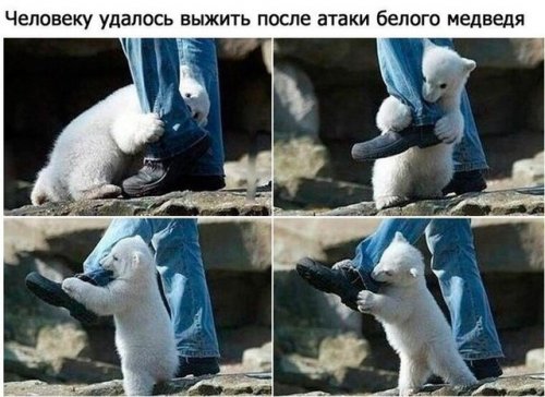 Фотоприколы со зверушками