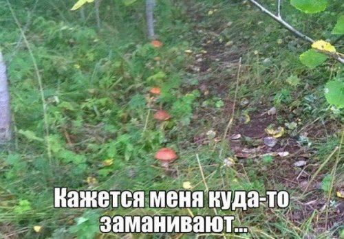 Прикольные фотомемы