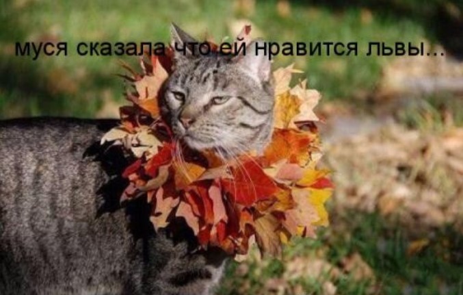 Свежая котоматрица для всех