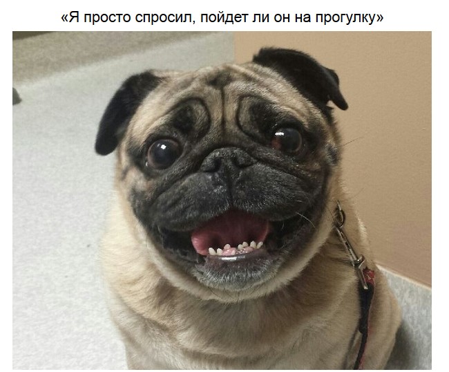 Немного милых мопсов