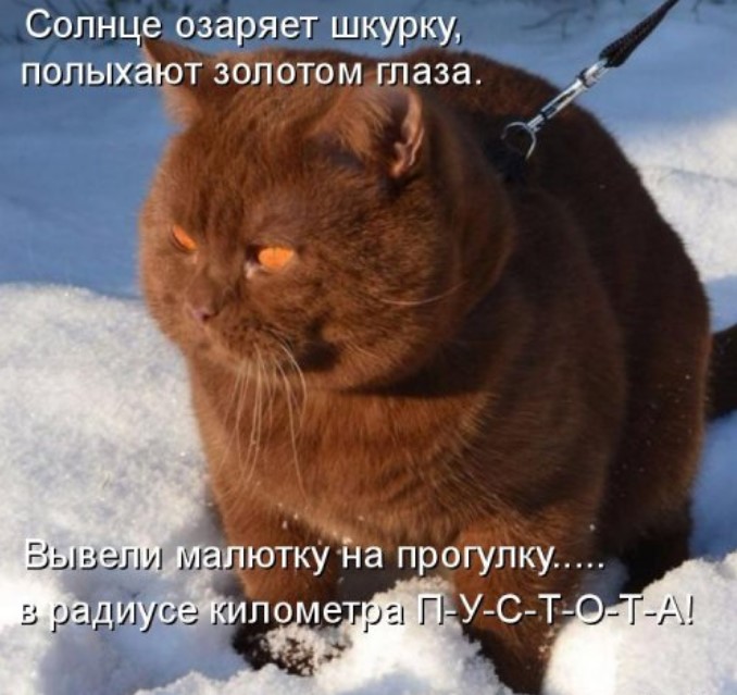 Смешная котоматрица