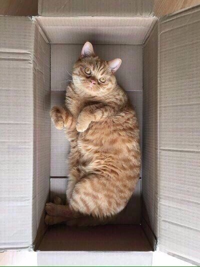 Любимое место дома у кота - это коробка