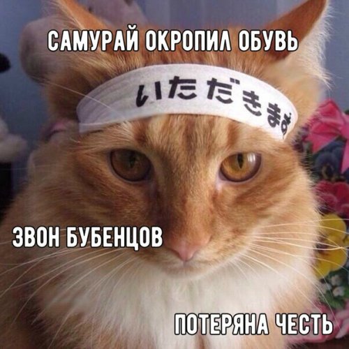 Свежие фотомемы