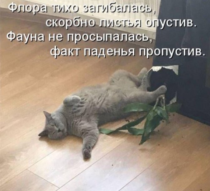 Котоматрица с юмором