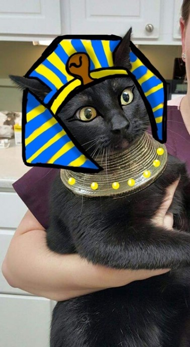Фотожабы на кота Фотожабы на кота