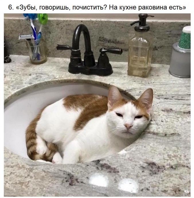 Суровые котики
