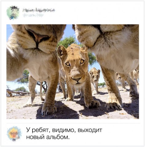 Забавные твиты