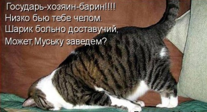 Очень забавная котоматрица