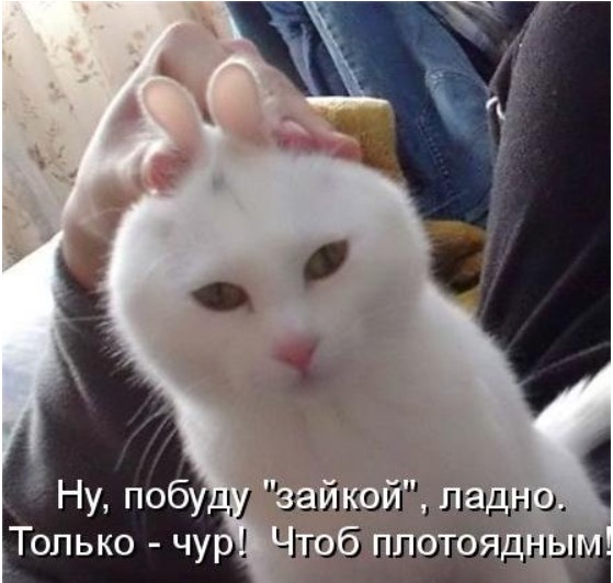 Новая котоматрица