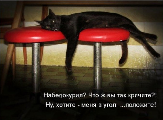 Свежая котоматрица для всех