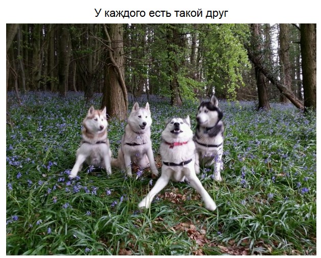 Эти забавные зверушки