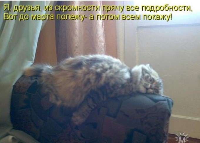 Свежая котоматрица