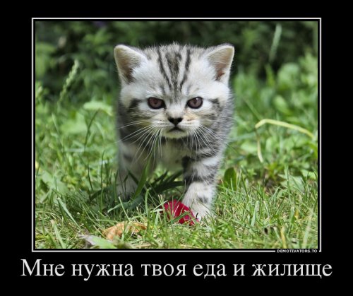 Свежие демотиваторы