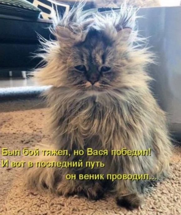 Новая котоматрица