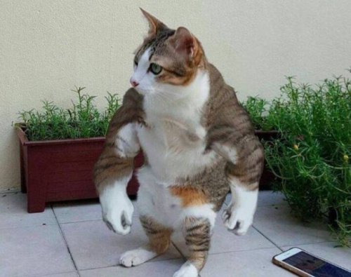 Прикольный фотошоп из Интернета