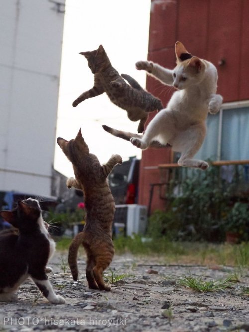 Кошки, в совершенстве владеющие боевыми искусствами