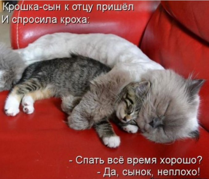 Очень забавная котоматрица