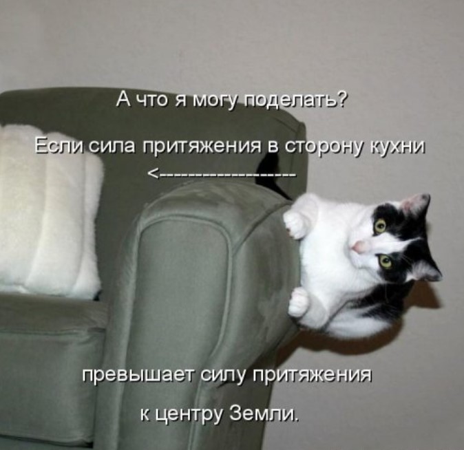 Свежая котоматрица для всех