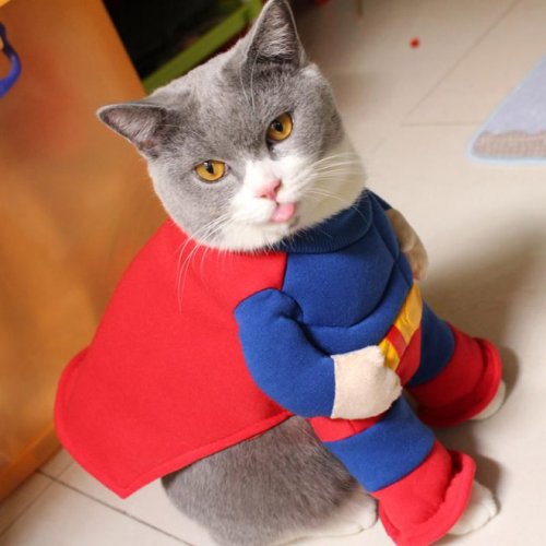 Супергеройские кошки