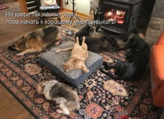 Новая котоматрица