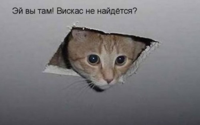 Самая забавная котоматрица