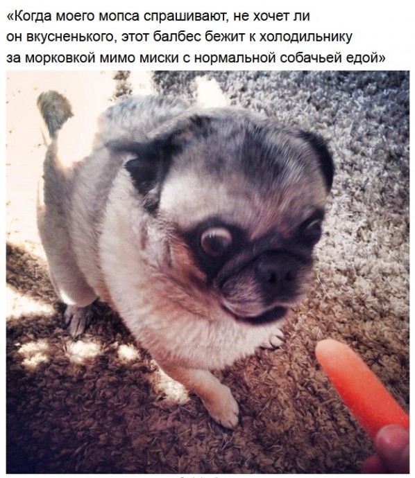 Немного милых мопсов