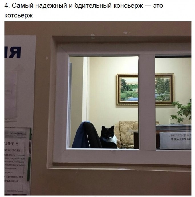 Суровые котики