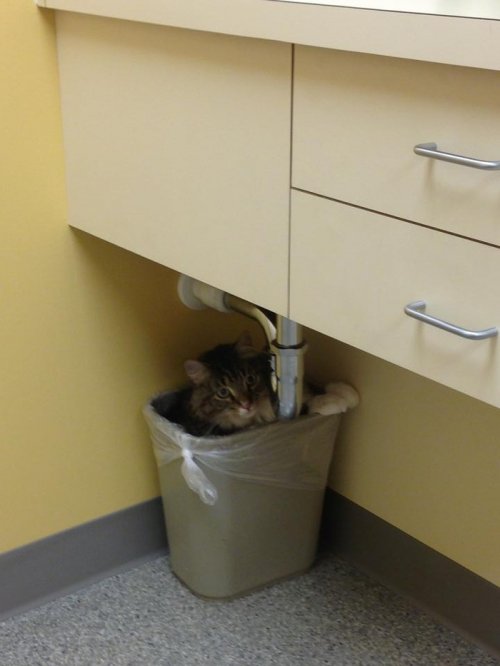 Кошки у ветеринара