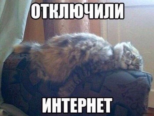 Очень забавные коты