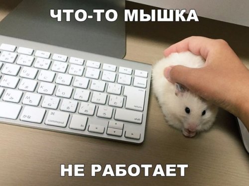 Смешные фотомемы