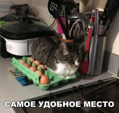 Прикольные фотомемы