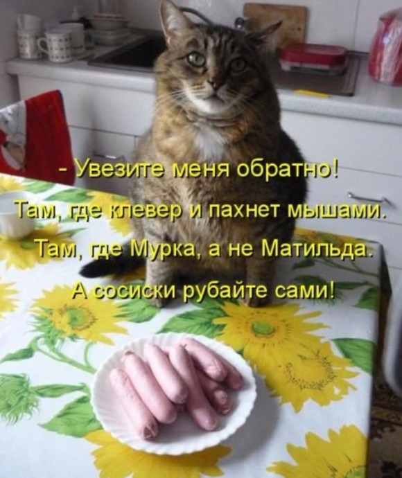 Новая котоматрица