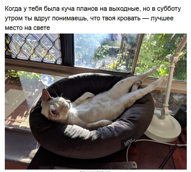 Зверушки,которые так похожи на нас