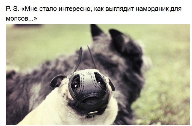 Немного милых мопсов