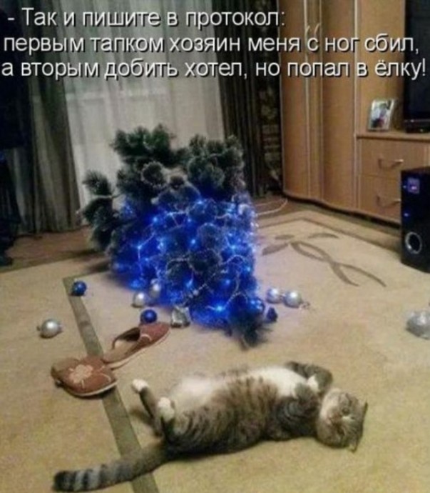 Новая котоматрица