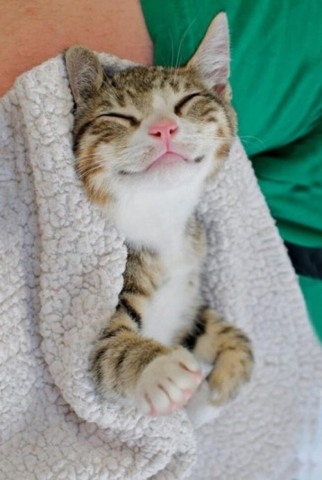 Очаровательные котейки, которые вызовут вашу улыбку
