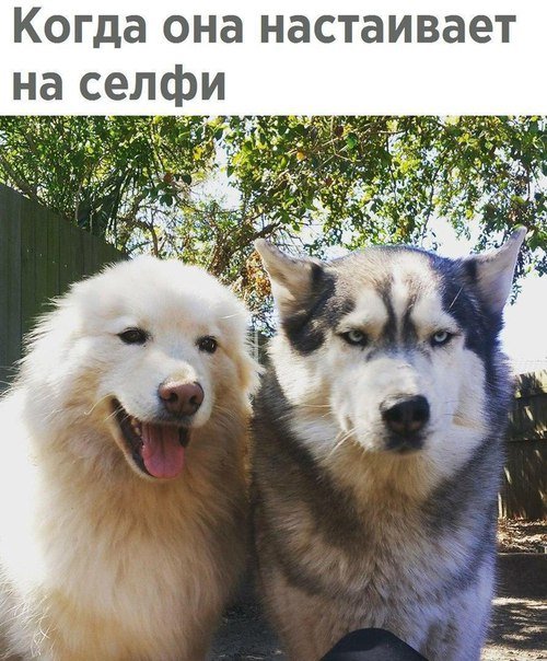 Новые фотомемы