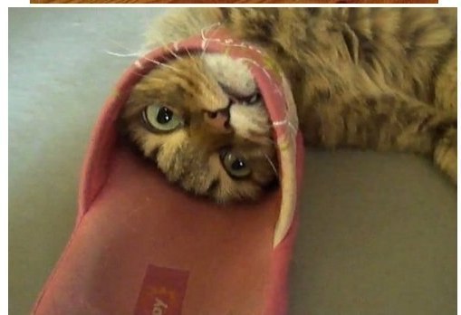 Застрявшие коты