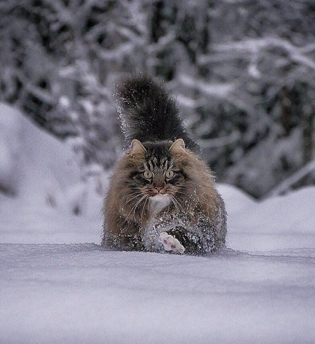 Держи хвост трубой!