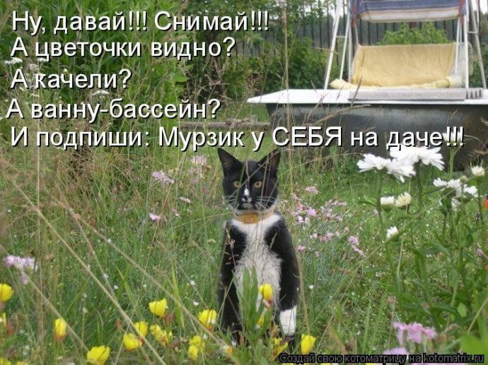 Коты на даче