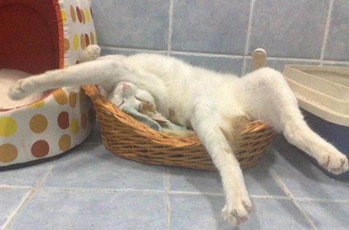 Ночью никак не можешь лечь поудобней, а утром, как ни ляжешь - все удобно! Ночью никак не можешь лечь поудобней, а утром, как ни ляжешь - все удобно!